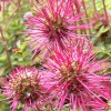 Acaena Microphylla Copper Carpet - Abriachan Nurseries